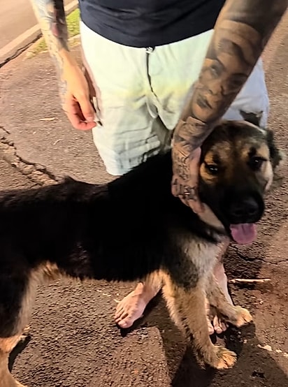 O casal encontrou o cão Meninão perdido na rua.