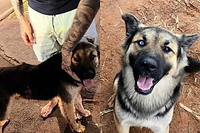 “Parece coisa de filme”: Pastor Alemão foge, rastreia casal por 15 km e decide onde quer morar