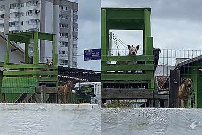 “Estamos de olho”: Trio de cães ‘fofoqueiros’ ganha mirante e se torna a melhor central de vigilância do bairro