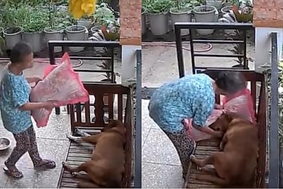 Vovó coloca travesseiro para confortar cão idoso e gesto simples comove a internet.