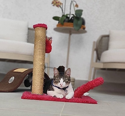 Tom é um gatinho muito inteligente e ajuda seu melhor amigo a enxergar o mundo com mais segurança.