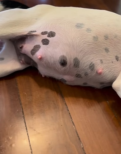 Beth pode ganhar os filhotes a qualquer momento.