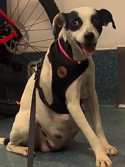 A jovem levou a cachorrinha no metrô.