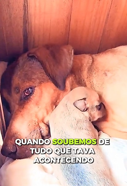 A cachorrinha Mel cavou um buraco na terra para dar à luz seus filhotes.