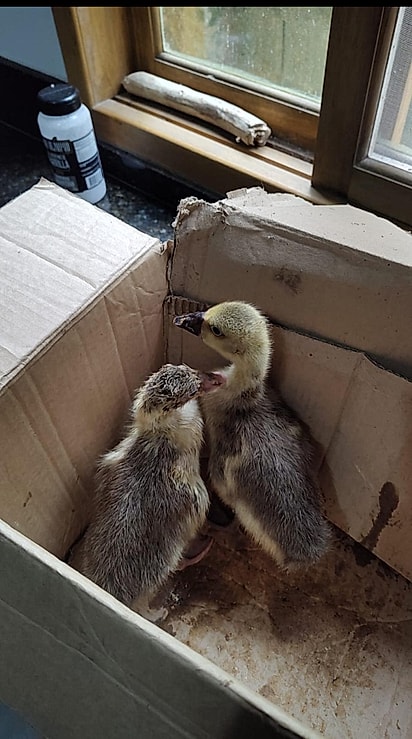 Chico foi adotado junto com uma irmã.