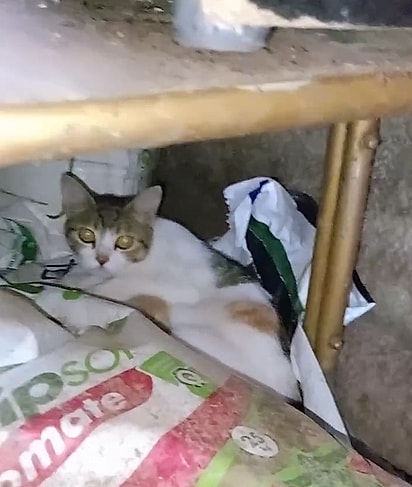 Três gatinhas entraram no depósito da casa de Danielle Costa e deram à luz.