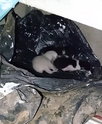 Agora, Danielle Costa está com treze gatinhos sob sua responsabilidade e pede ajuda.