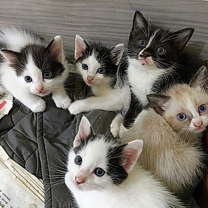 Os filhotes da gatinha Kinder.