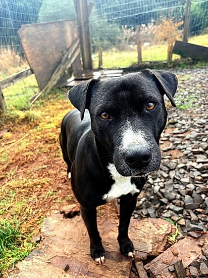 Mônica está para adoção.