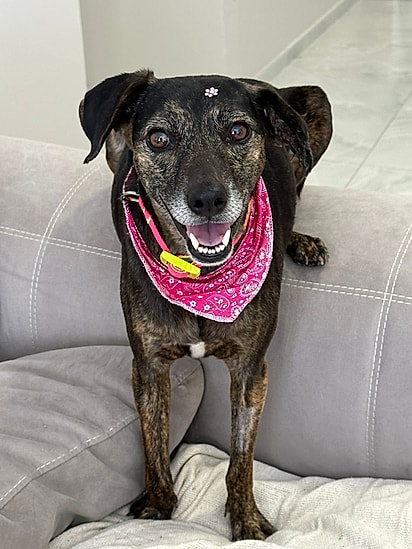 Olivia espera por um lar.