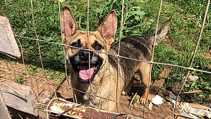 Armando adora brincar e precisa de uma família.