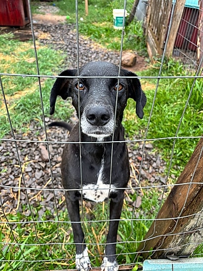 Atena já está velhinha e quer um lar para chamar de seu.