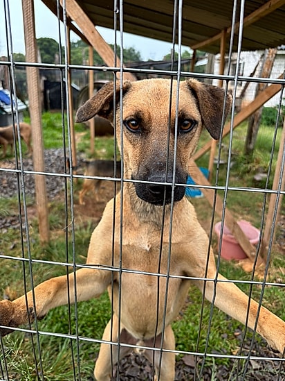 Lineu está no sítio há muito tempo.