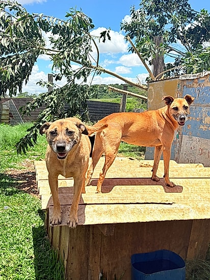 Paçoca e Caramela são encantadores, mas ainda esperam por adoção.