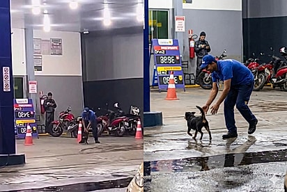 Um posto, um copo descartável e a cena mais linda: câmera flagra amizade entre frentista e vira-lata e vídeo dispara nas redes