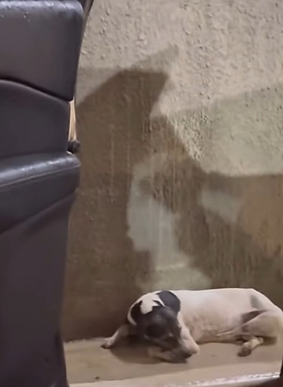 Confuso, o cão apenas levantou a cabeça e voltou a dormir.