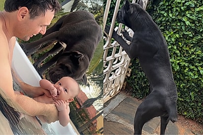“Não foi ensinado, é instinto”: Cane Corso mostra que com o bebê é amor e com desconhecidos vira ‘fera’.