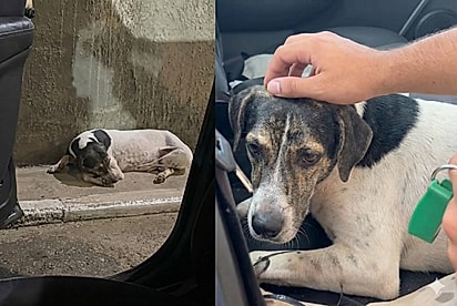 “Será que é um sonho?”: Cão parece não acreditar quando motorista para ao seu lado e resolve mudar sua vida para sempre