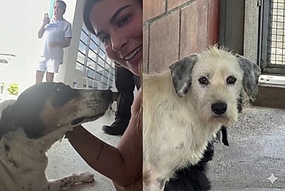 Família vai ao abrigo decidida a adotar um cão com deficiência, mas um olhar de cachorrinho sem nome muda todos os planos