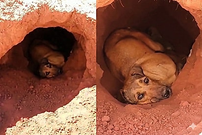 Sozinha, grávida e sem abrigo: Mamãe Vira-lata cava refúgio na terra para salvar seus filhotes e um milagre acontece