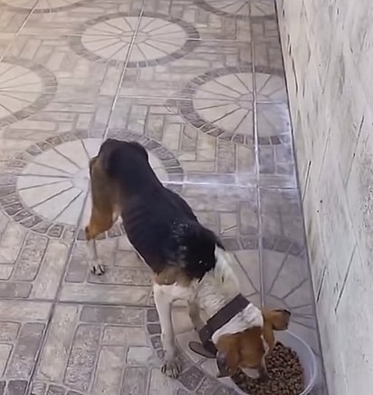 Os ossos estavam aparentes. 