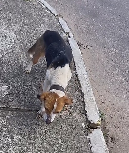 A cachorrinha estava com muito medo. 
