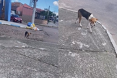 “Essa foi a última vez”: Cachorrinha ‘invisível’ que comia lixo é notada e tem sua sorte mudada para sempre