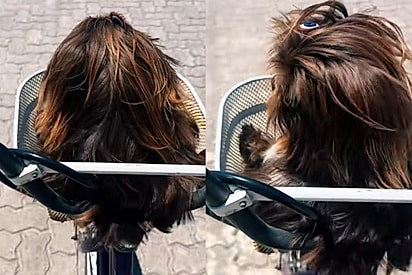 “Nem o Rei Salomão teve cabelos tão brilhantes”: Shih-tzu ‘moreno iluminado’ encanta com fios dignos de salão