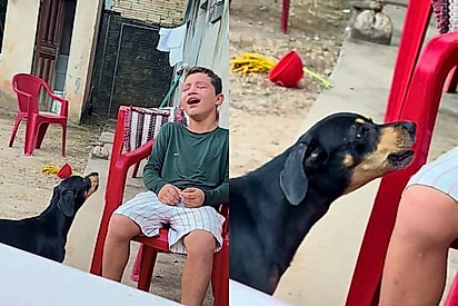 “Ninguém solta a mão de ninguém”: cachorrinha faz companhia ao tutor que ficou de castigo e vídeo viraliza