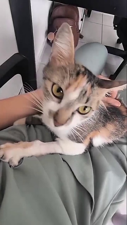 Pluma sobreviveu a uma queda de 40 metros.