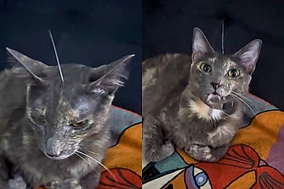 Antena felina: gatinha viraliza ao nascer com um ‘bigode’ no meio da testa