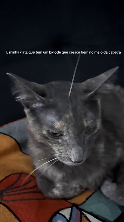 A gatinha cresceu com um bigode na testa.