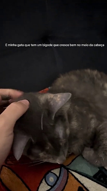 Ele não atrapalha o dia a dia da felina.