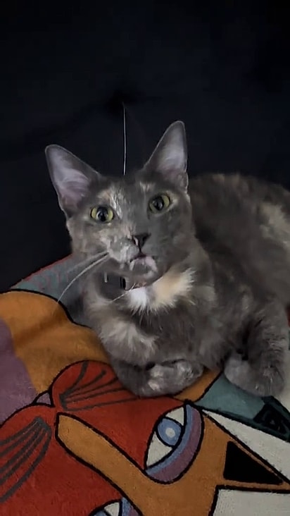 Internautas estão chamando o bigode de antena felina.