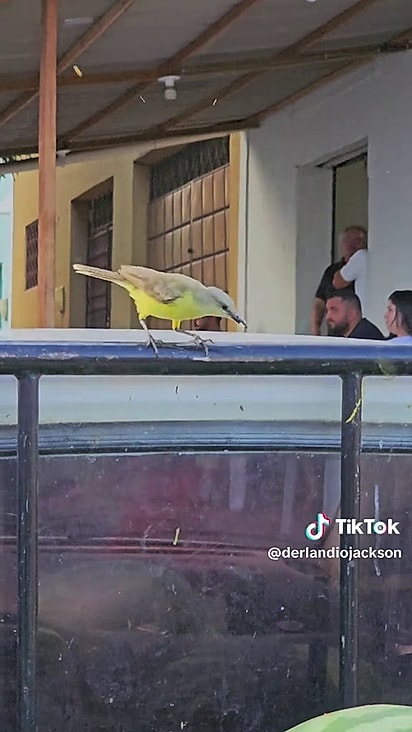 A aves sabem onde conseguir alimento facilmente.