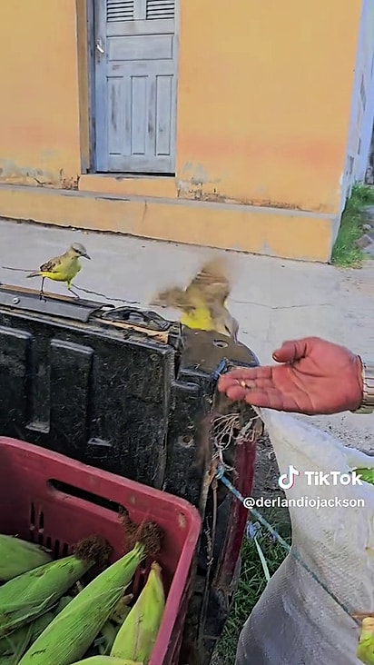 O homem sabe que precisa procurar a lagarta e oferecer ao pássaro.