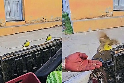 “Tô pra ver passarinho mais manso que esses”: Aves fazem amizade com feirantes e ganham lanchinho grátis todos os dias