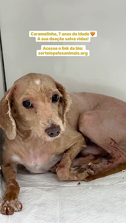 Após o resgate, Caramelinho passou por uma incrível transformação.