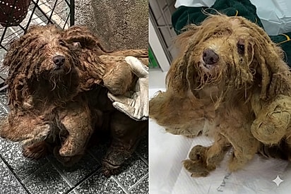Preso em 1,5 kg de pelos e abandono: Cachorrinho negligenciado pela família é resgatado e emociona com transformação