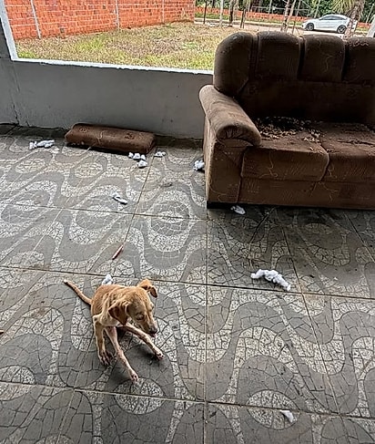 A cachorrinha foi deixada sozinha em uma casa abandonada, sem proteção e sem chances.