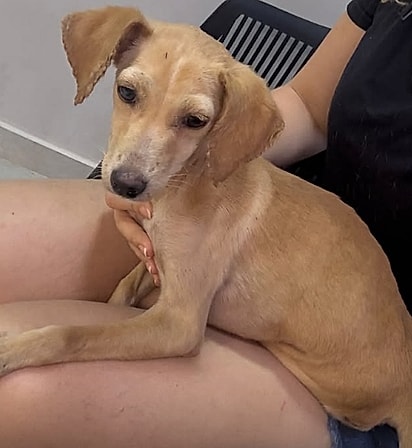 A cachorrinha foi resgatada e agora recebe cuidados médicos, carinho e a chance de começar uma nova vida.