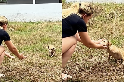 Abandonada por não andar, filhotinha se arrasta até ser salva e agora busca um lar especial.