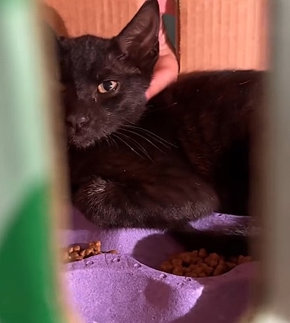 O gatinho foi resgatado em segurança.