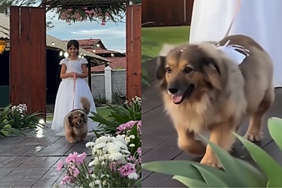 Do abandono ao altar: Vira-latinha é daminha no casamento dos tutores e encanta os convidados.