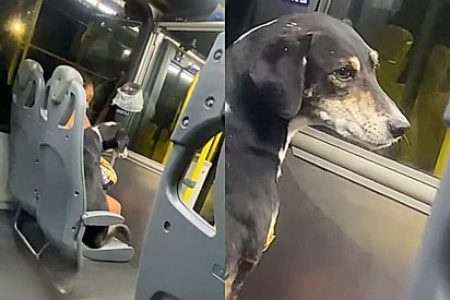 “Mais educado que muita gente”: cão é flagrado andando de ônibus e vídeo chega até a tutora