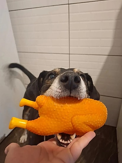 O cão foi deixado aos cuidados da família pelo antigo tutor.