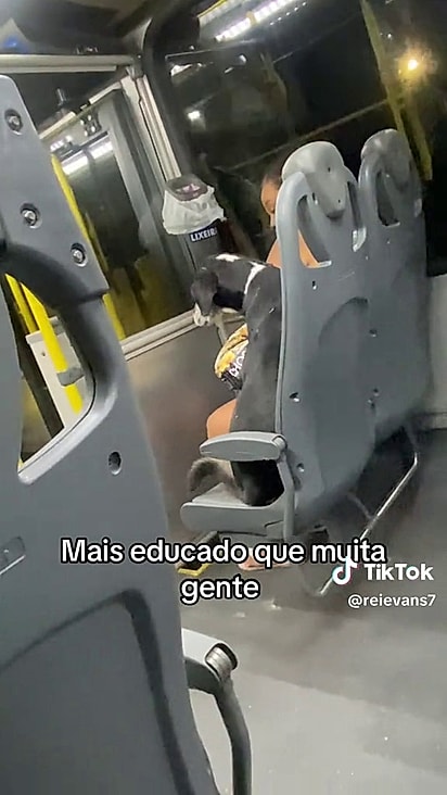 O cão estava junto com a tutora.