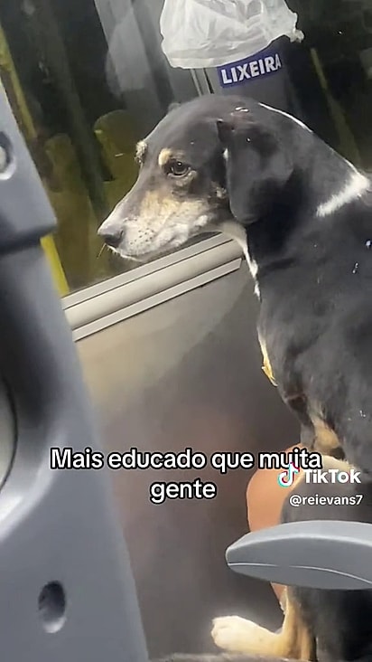 Se necessário Capuccino sabe andar de ônibus sozinho.