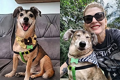 “Graças a ele que eu não fiz nada pior com a minha vida”: Moça adota cão idoso, mas é ele quem salva sua vida