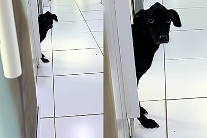 Conheça Adilson, o vira-latinha de carência infinita que se apaixonou pela veterinária: ‘Pedi um paciente, não um obsessor’